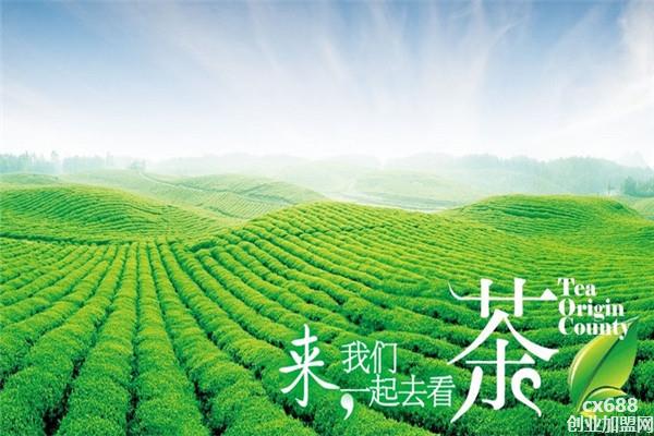 茶母養(yǎng)生會館加盟